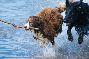 dog fetching a stick