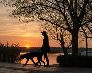 walking a dog at sunset