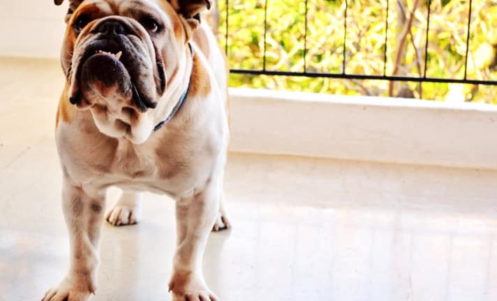 a bulldog